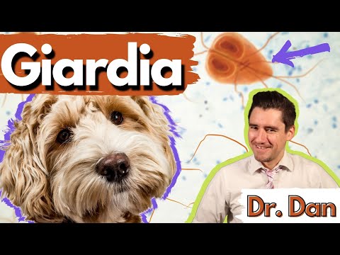 Giardia in the dog and cat.  Dr. Dan- what giardia is, giardia symptoms, diagnosis, and treatment