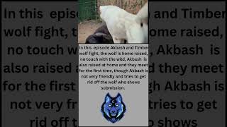 Shepherd Dog and Wolf FightAkbash vs Wolf #shorts #akbash