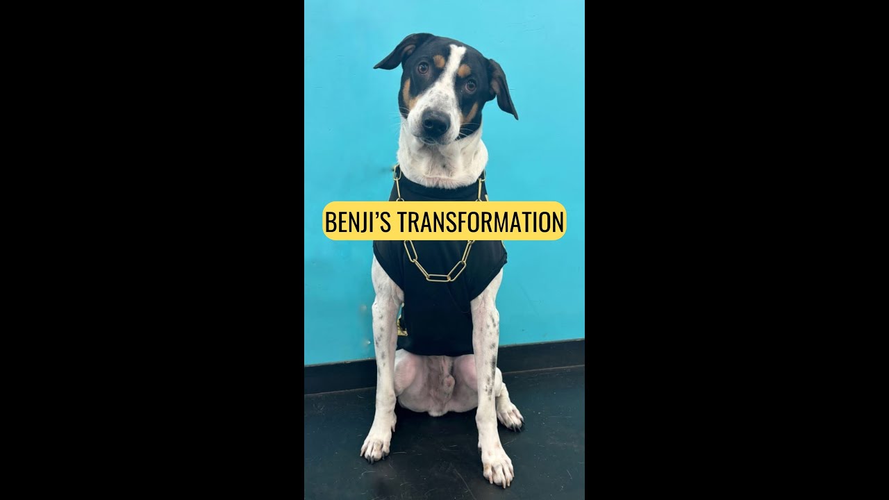 Has your dog bitten people? | Aggressive dogs in training | Mitali's Board and Train