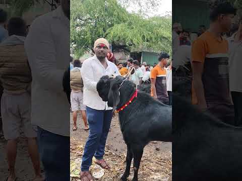 Solapur Bakra Mandi Live Update