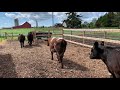 Hobby farm beef cattle setup