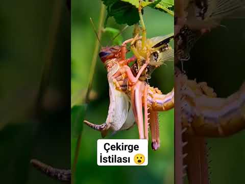çekirgelerrr#belgesel #trtbelgesel