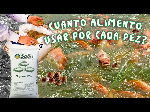 Vídeo: Com es calcula la taxa per peces?