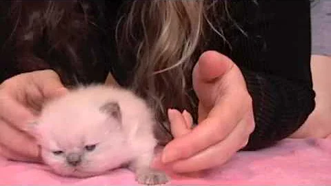 Watch the video about Persian Kitten Demi 2
