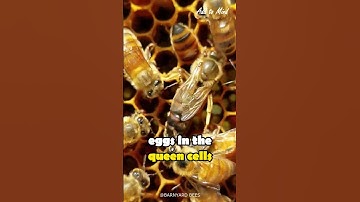 The Birth of a Queen BEE