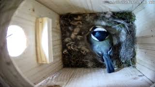 Kohlmeisenkasten  Great tit Nesting Box  02.04.24