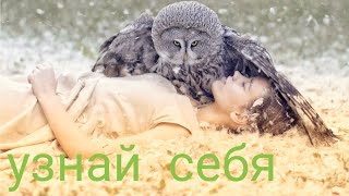 Выбери сову//Узнайте особенности своего характера!