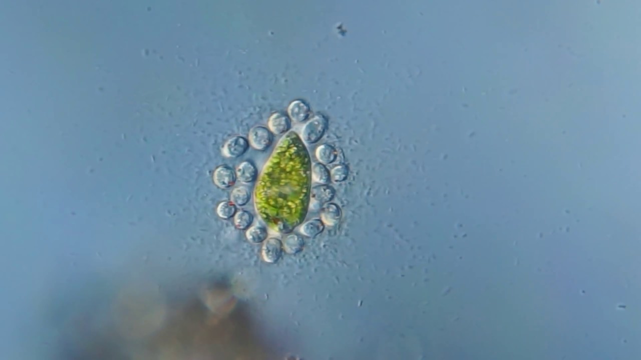 Смерть эвглены зеленой