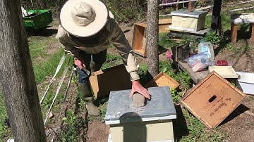 Dutch/German drone trapping Step 1, part 2 on May 11th the brood (but queenless) split.