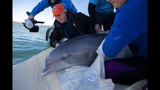Salem the bottlenose dolphin at Mote Marine Laboratory Mote Marine Laboratory S Dolphin Whale Sea Turtle Hospitals