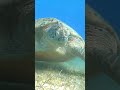 turtle 4k calm down #turtle #calm #relaxing #4k