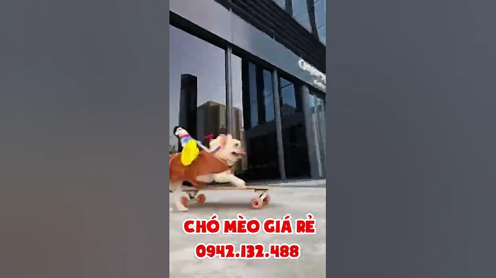 Chó Pug mặt nhăn ( 8 triệu ) 0942132488 CHÓ MÈO CẢNH GIÁ RẺ #Shorts