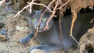 Caspian a Russian blue cat chilling by TheUltimateFIASCO 1,497 views 2 years ago 2 minutes, 38 seconds