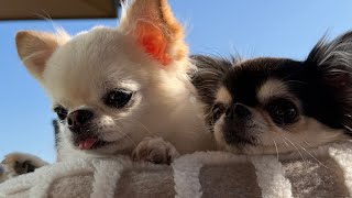 公園でのんびりLIVE【安満遺跡公園🌳】