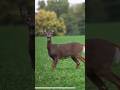perfect aim and shot deer down Deer Hunting #harehunting #deerhunting #sporthunting #animal