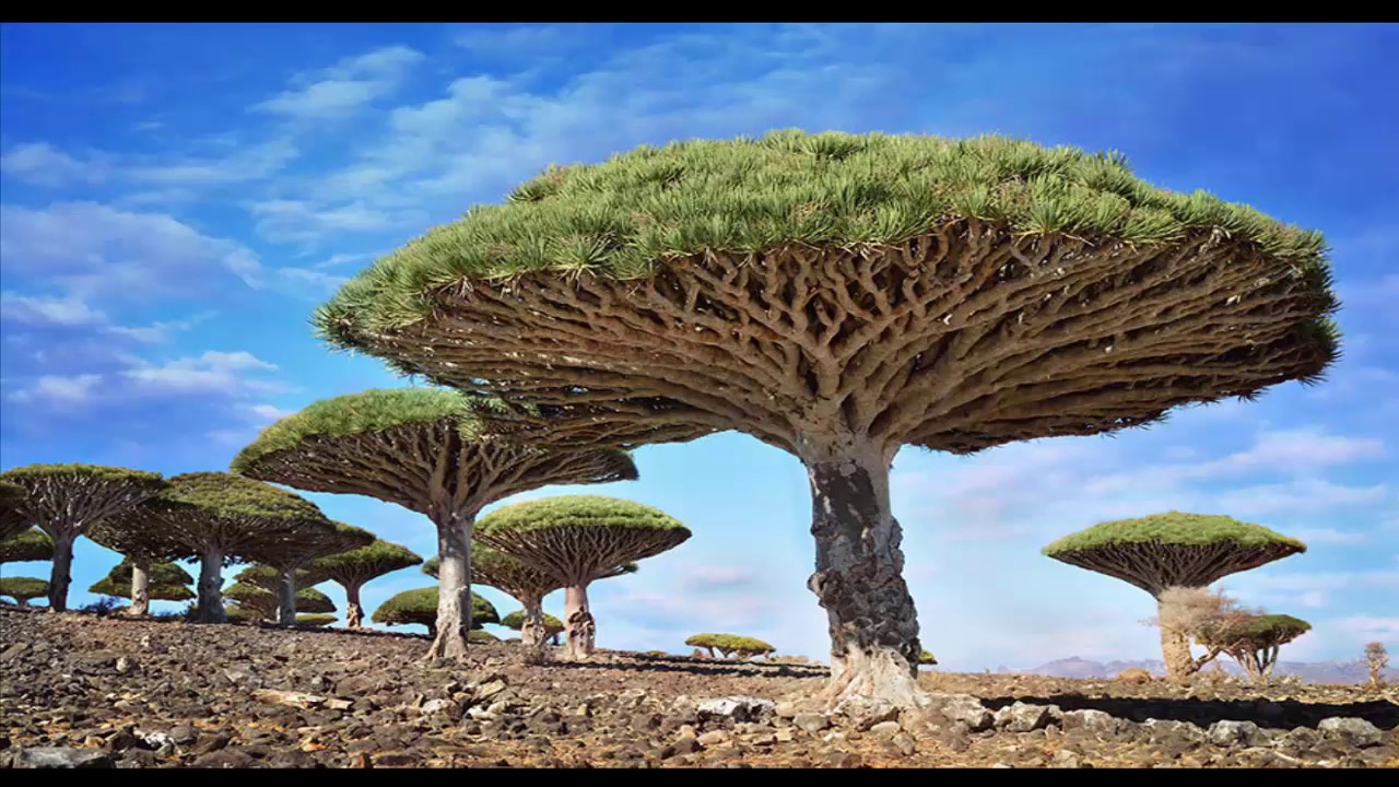 amazing tree in desert