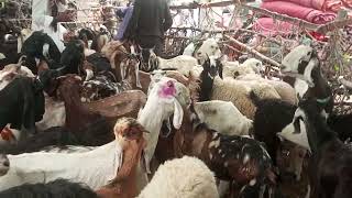 Goats in Charge: The Hilarious Results of Goat Meetings!