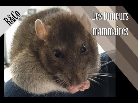 Vidéo: Problèmes de santé courants chez les rats sans poils
