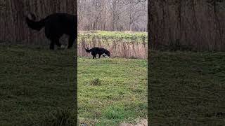 Argos terug call ganzen👌