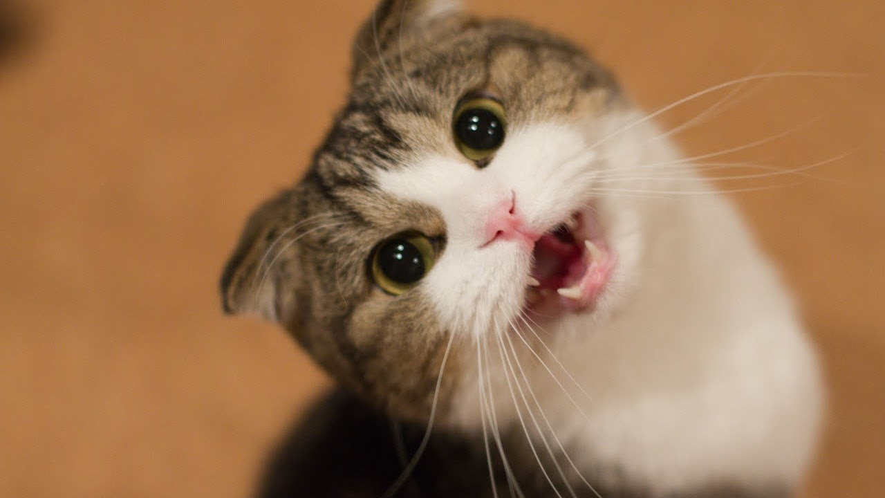 Kucing Lucu Dan Anak Kucing Meowing Kompilasi Hd
