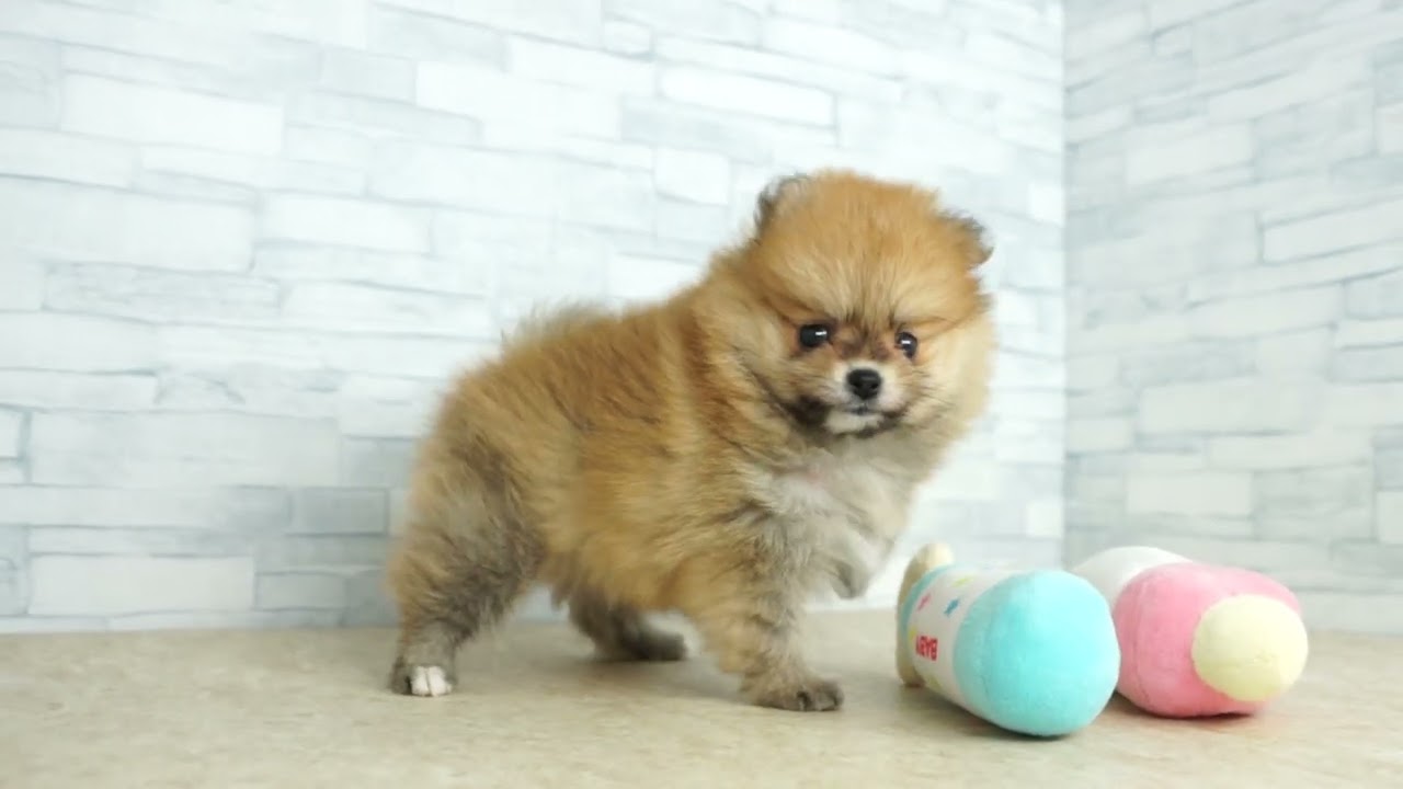 KIKUCHI PET】 仔犬仔猫 No.260654 ポメラニアン 女の子 オレンジ 2026