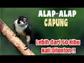 Alap alap capung | Elang Terkecil Di Dunia