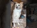ボーダーコリーの記憶力の凄さがわかる瞬間がこちら...【#ゴールデンレトリバー 】#shorts