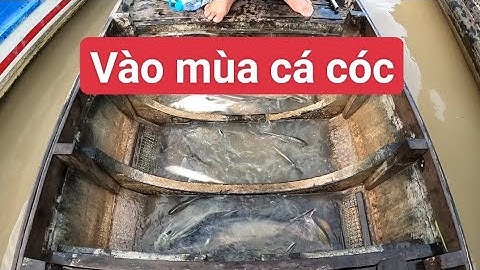 Vào mùa cá cóc sông Hậu