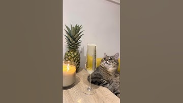 Poor cat trapped in a Time Loop