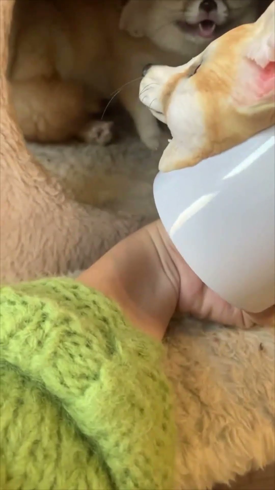 Fennec Fox Gets Annoyed by Her Own Figurine on a Cup