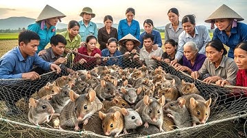 Bắt chuột đồng biện pháp hiệu quả quy mô lớn | thách cả họ nhà chuột còn ra phá lúa 