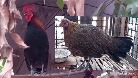 ไก่ต่อสายหมานงามมาก  qaib dib zoo nkauj qua zoo