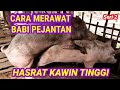 Cara Merawat Babi Pejantan Agar Hasrat Kawinnya Tinggi-seri 2  #indomor (#memeliharababi,#pejantan)