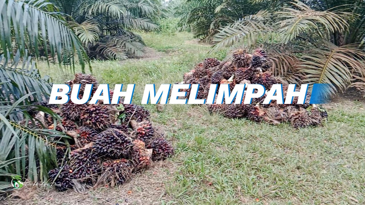 LUAR BIASA HASIL PANEN PPKS 239