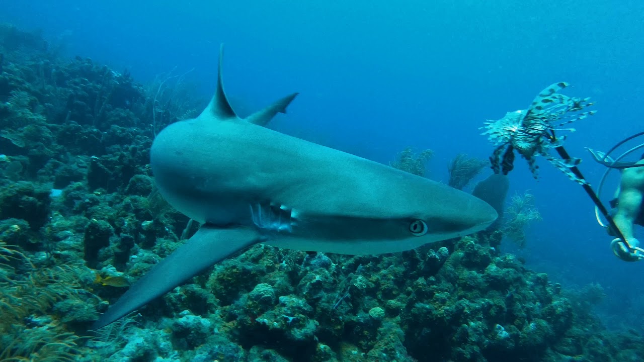 Sharks Saint Kitts Day 3 YouTube