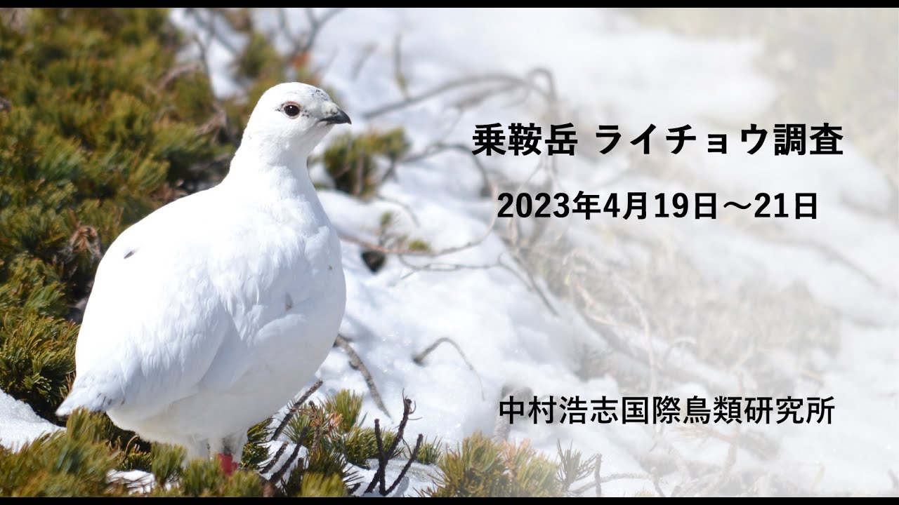 ライチョウ mqdefault.jpg