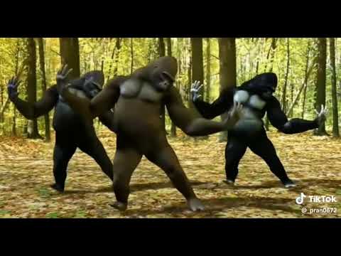 Danseaza maimutele