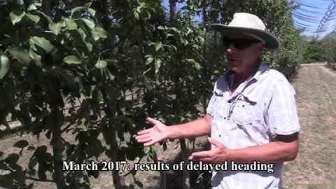 Delayed Heading on Blush Pear Deliza TM with Quince A rootstock single leader planting system