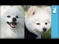 Fluffy pomeranian gets boo haircut  the beauty of pets