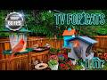 Cat TV: 1 Hour of Birds for Cats to Watch | Soft Relaxing Instrumental Ambiance Music
