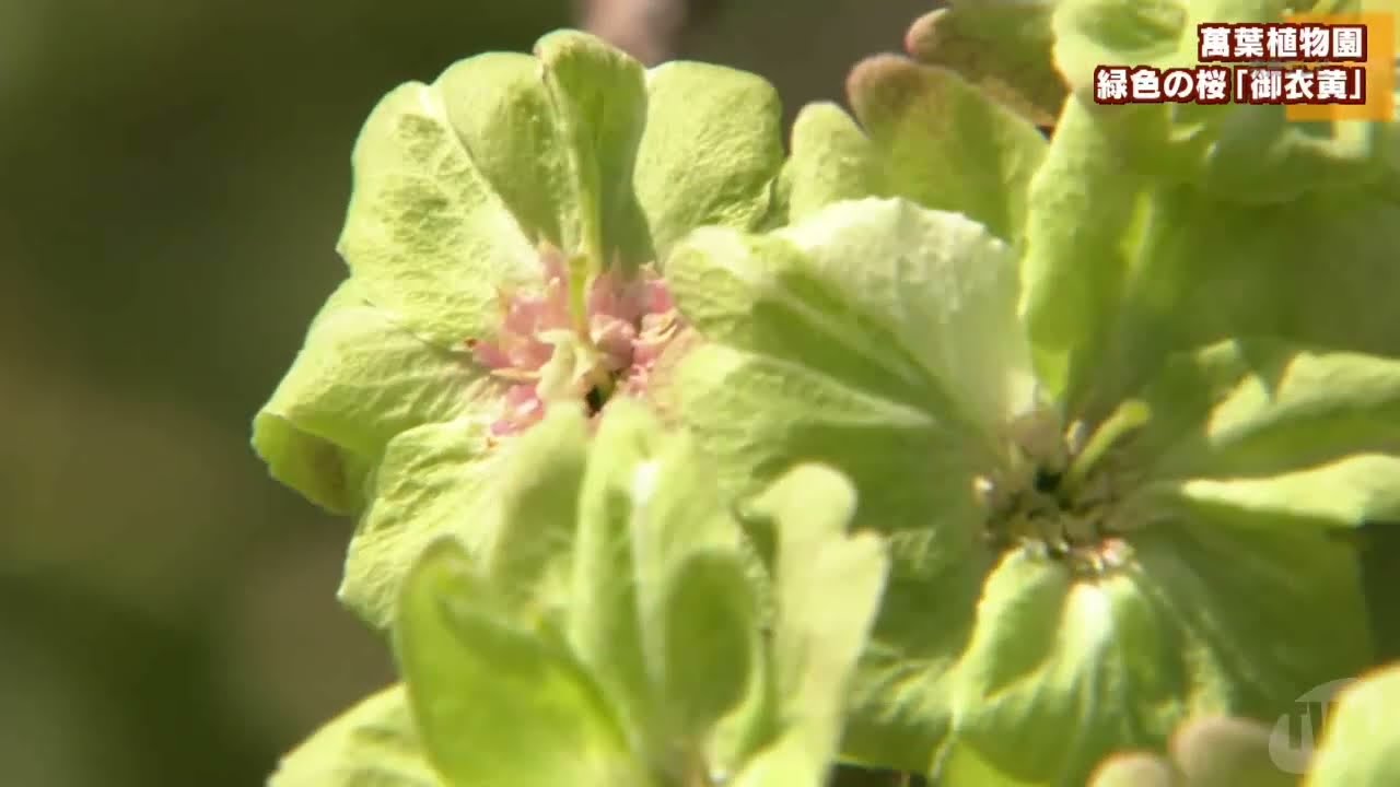 春日大社 萬葉植物園 緑色の桜 御衣黄 Youtube