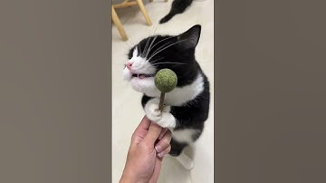 Thumbnail of Are there any cats that "transform" after eating catnip, just like my cat?#cat #catsoftiktok