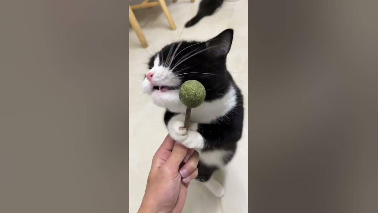 Are there any cats that "transform" after eating catnip, just like my cat?#cat #catsoftiktok