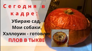 видео: Жизнь, как она есть.  31 октября 2025г.  картинка: Жизнь, как она есть.  31 октября 2025г.