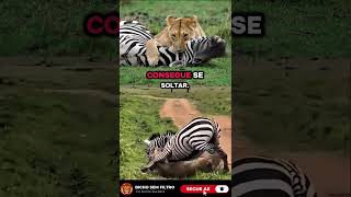 leoa capturando zebra, leoa caçando zebra, leoa vs zebra #zebra #leoa