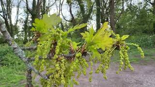 English oak - male flowers / catkins - April 2026