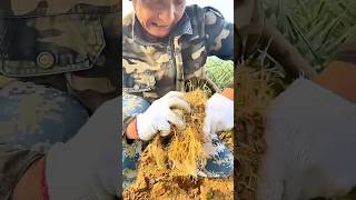 Lily Harvesting: Dense Roots Mean Healthier Growth and Better Quality 🌱