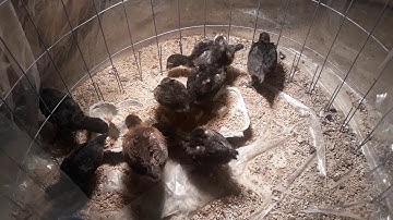 Menyuam qaib pama 2 weeks old