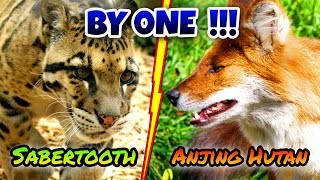 Macan Dahan vs Ajag - Clouded Leopard vs Wild Dog