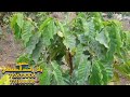 اصيل ابوبكر سلام ياساكني صعفان كلمات الشيخ يحى احمد سمنان من افراح عبدالله الغزالي